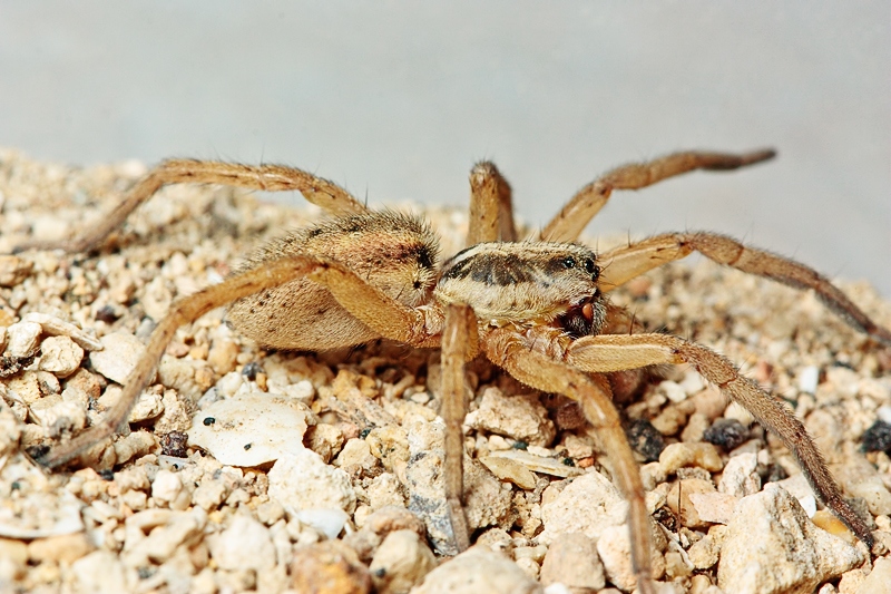 Lycosidae: giovane maschio di Hogna ferox - Malta